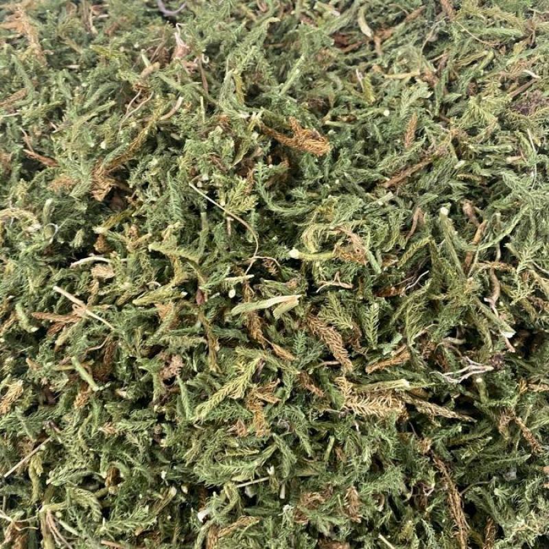伸筋草干货干净无杂质常年经营各种中药材