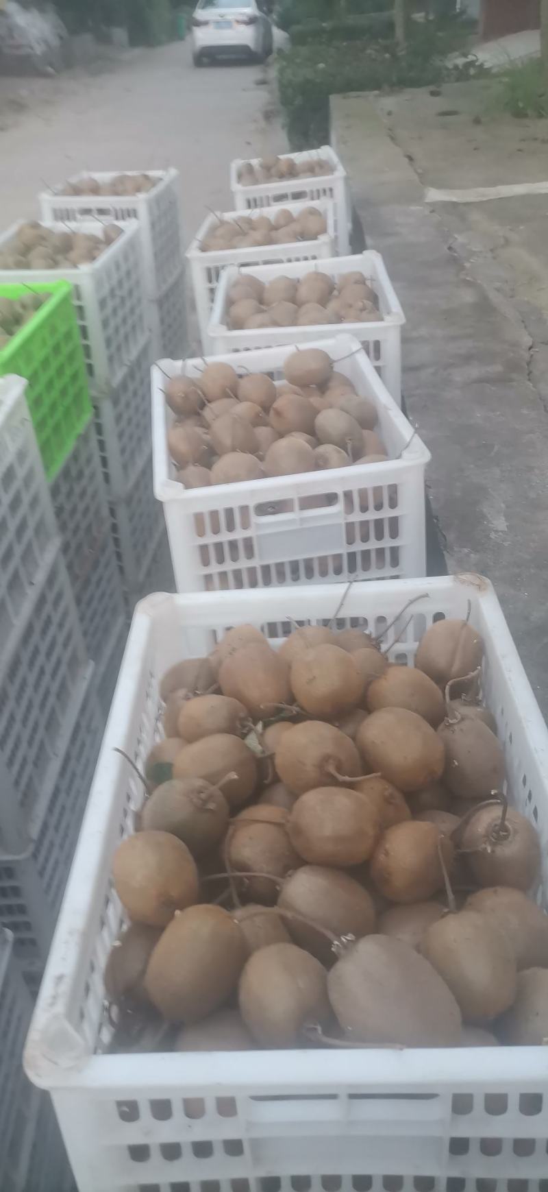 太白山优生区优质狝猴桃
