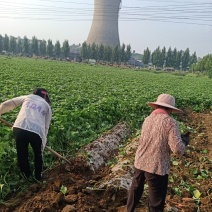 龙薯九号热卖中