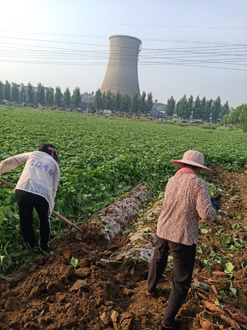 龙薯九号热卖中