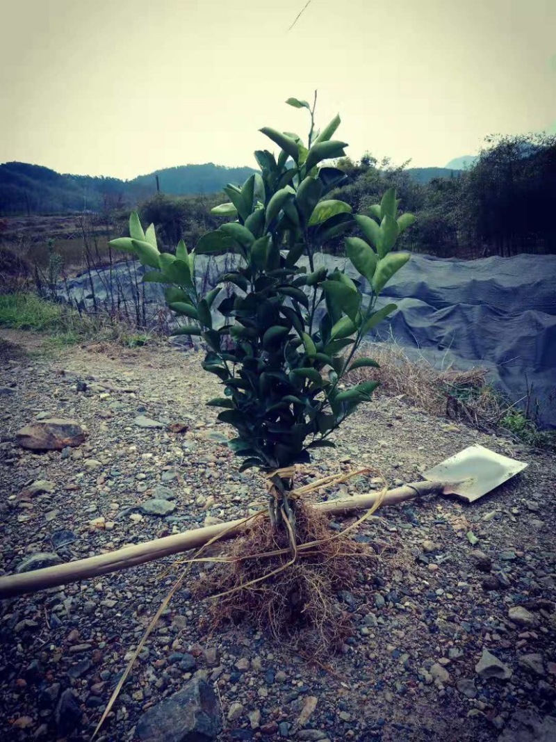 建阳桔柚苗