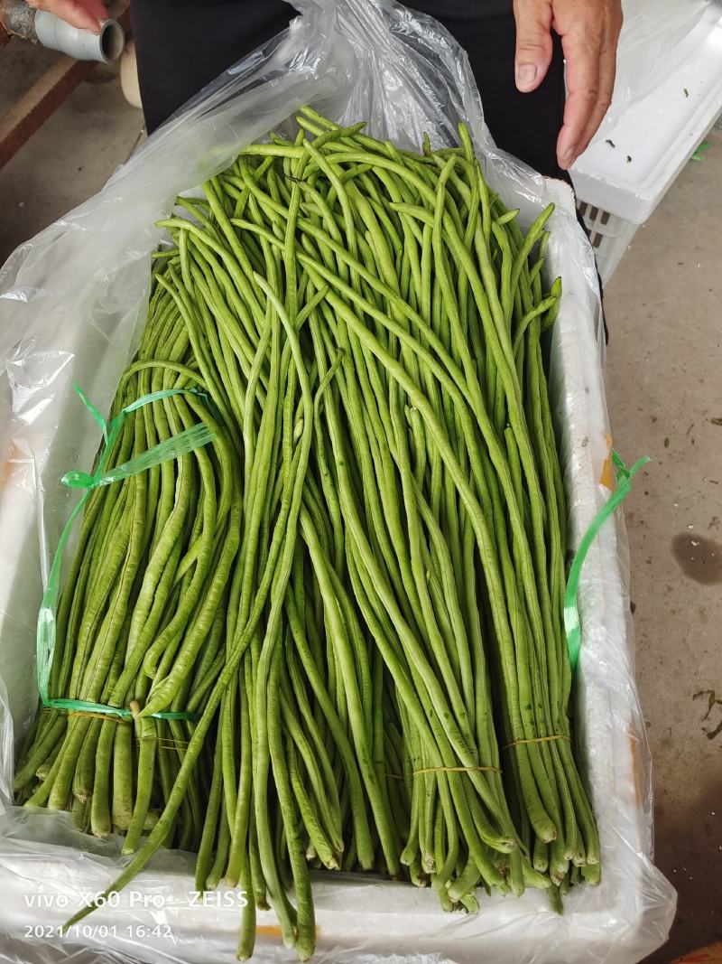 优质长豆角大量供应平台，商超，酸豆角工厂货大量供应