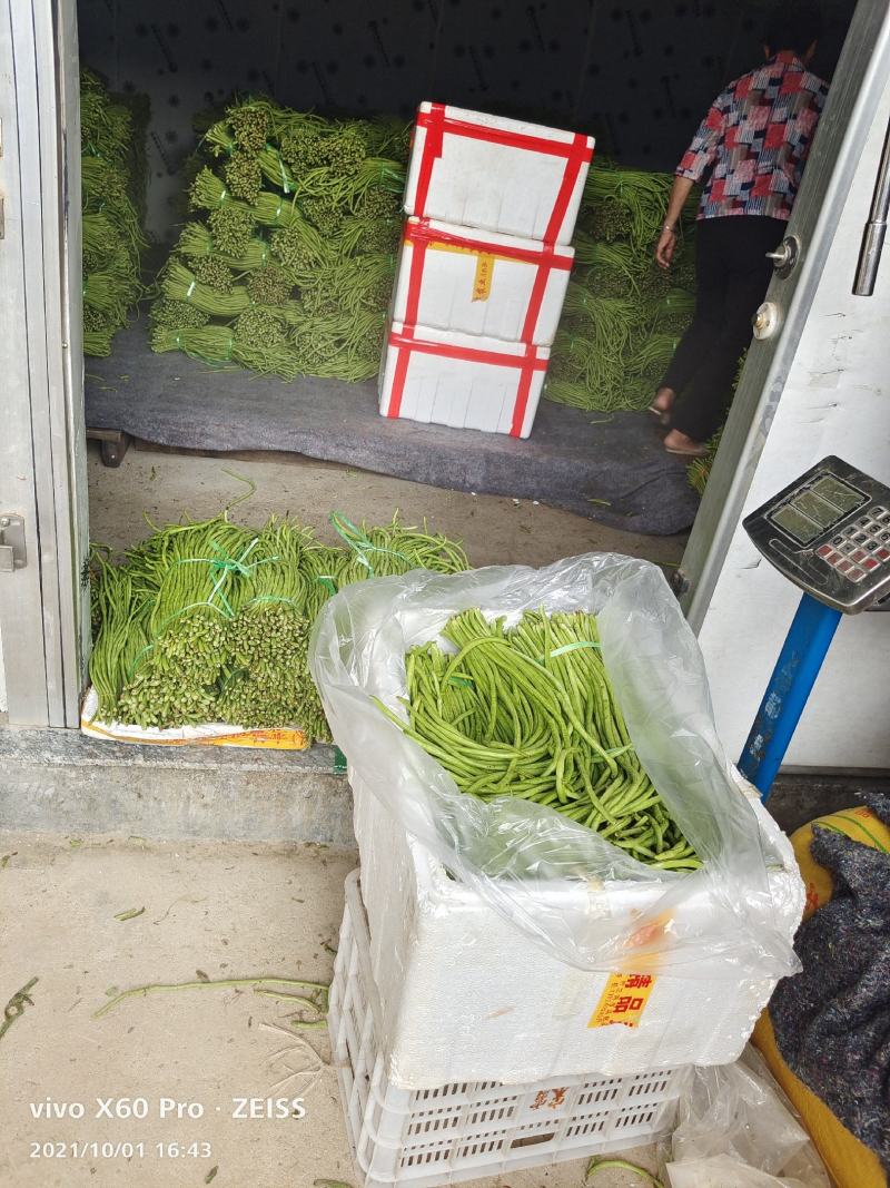 优质长豆角大量供应平台，商超，酸豆角工厂货大量供应