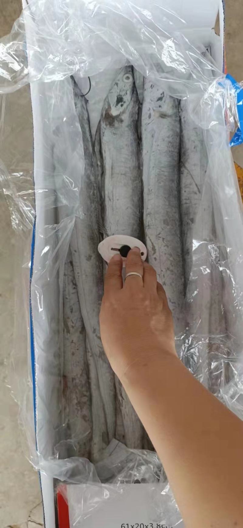 刀鱼，灯光船冻鲜度极好，厂家直销欢迎各位老板下单