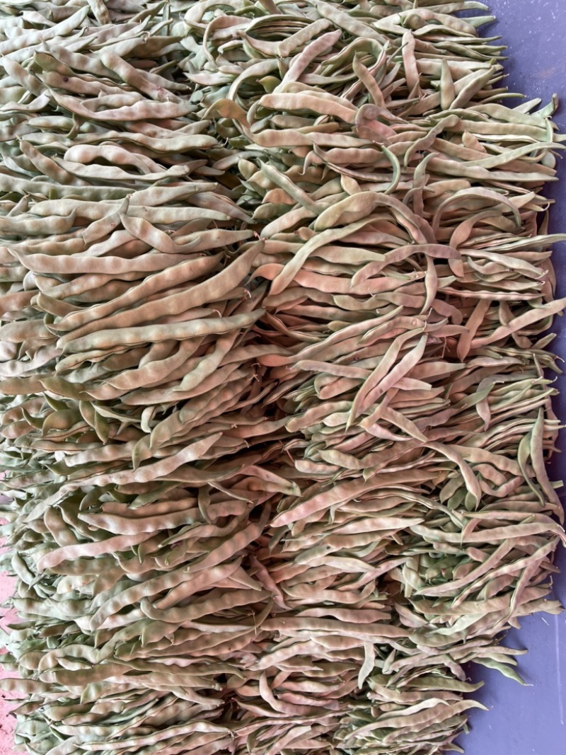 开坡肉豆，大量上市中，欢迎各位老板咨询……………
