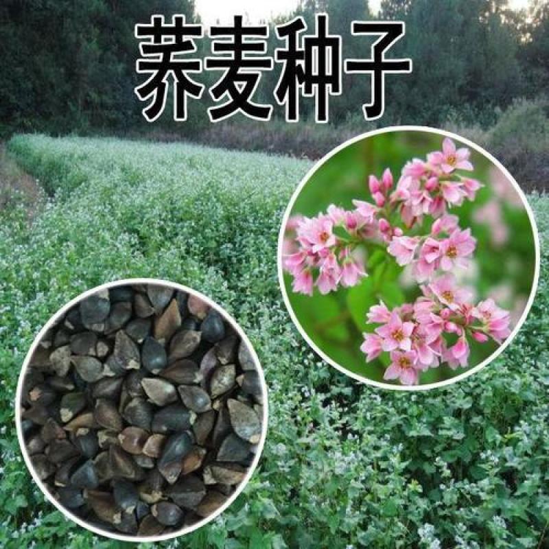 甜荞麦种子营养丰富杂粮作物新种高芽苗菜蜜源饲料牧草荞麦草