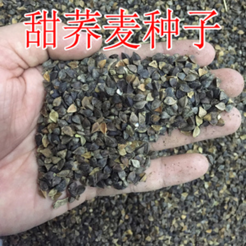 甜荞麦种子营养丰富杂粮作物新种高芽苗菜蜜源饲料牧草荞麦草
