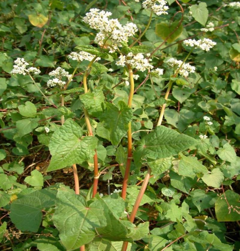 甜荞麦种子营养丰富杂粮作物新种高芽苗菜蜜源饲料牧草荞麦草