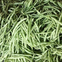 四季豆大量上市，欢迎咨询……………………
