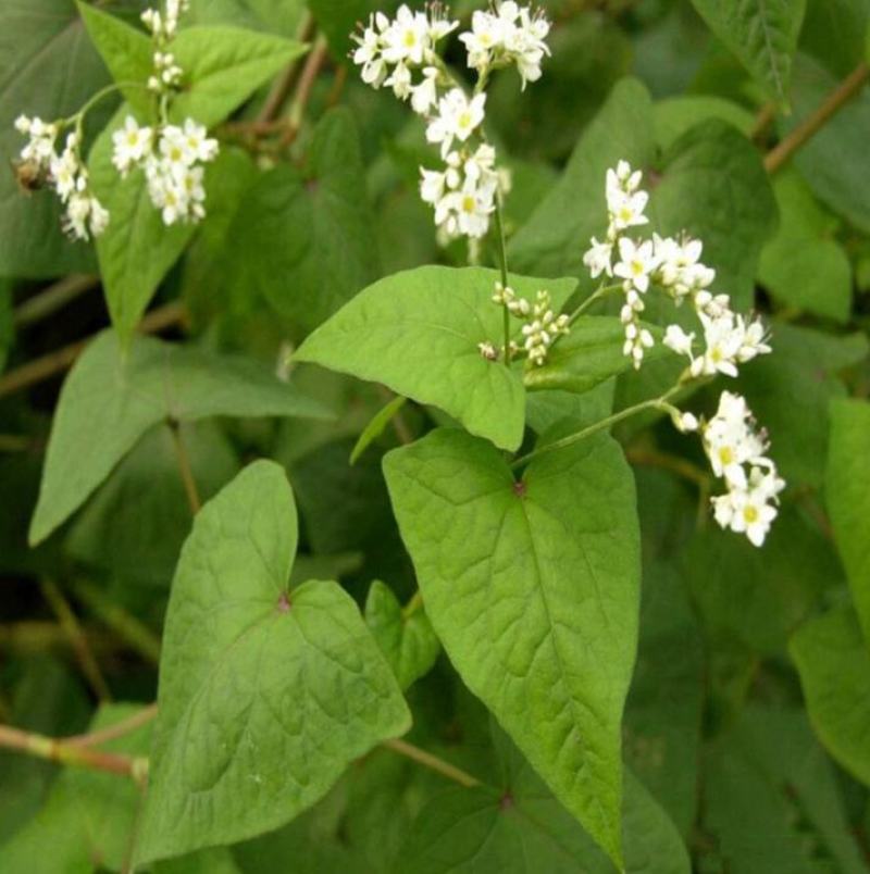 甜荞麦种子营养丰富杂粮作物新种高芽苗菜蜜源饲料牧草荞麦草