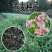 甜荞麦种子营养丰富杂粮作物新种高芽苗菜蜜源饲料牧草荞麦草