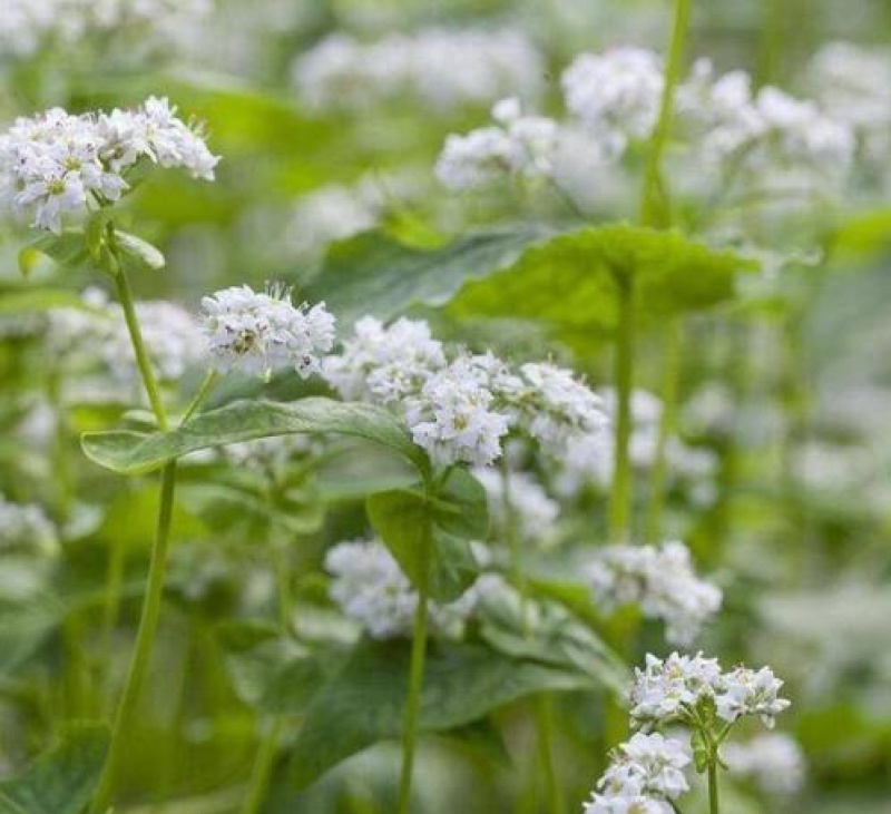 甜荞麦种子营养丰富杂粮作物新种高芽苗菜蜜源饲料牧草荞麦草