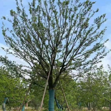 风景树阳光园林