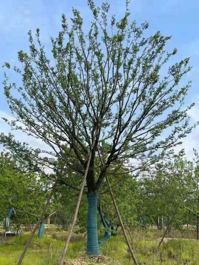风景树阳光园林