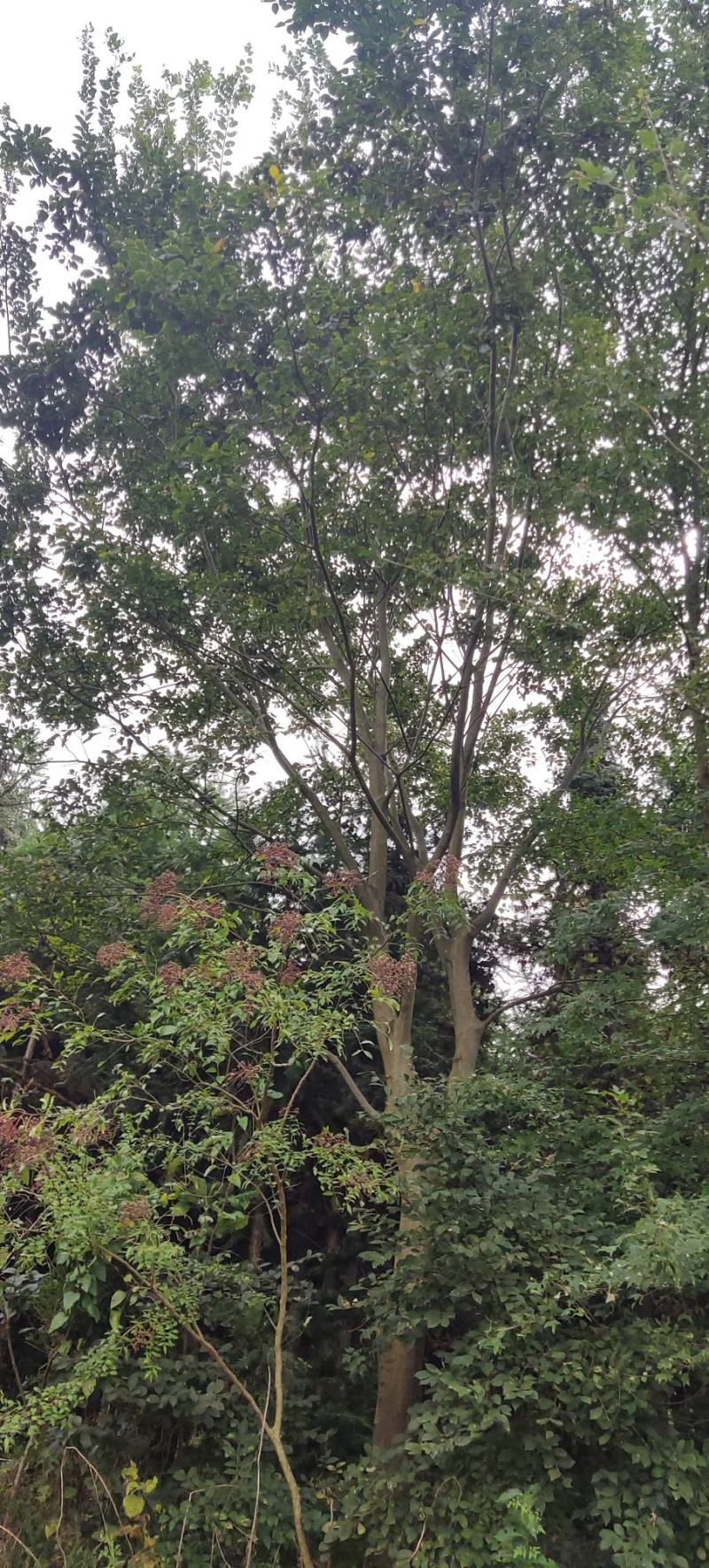 风景树阳光园林