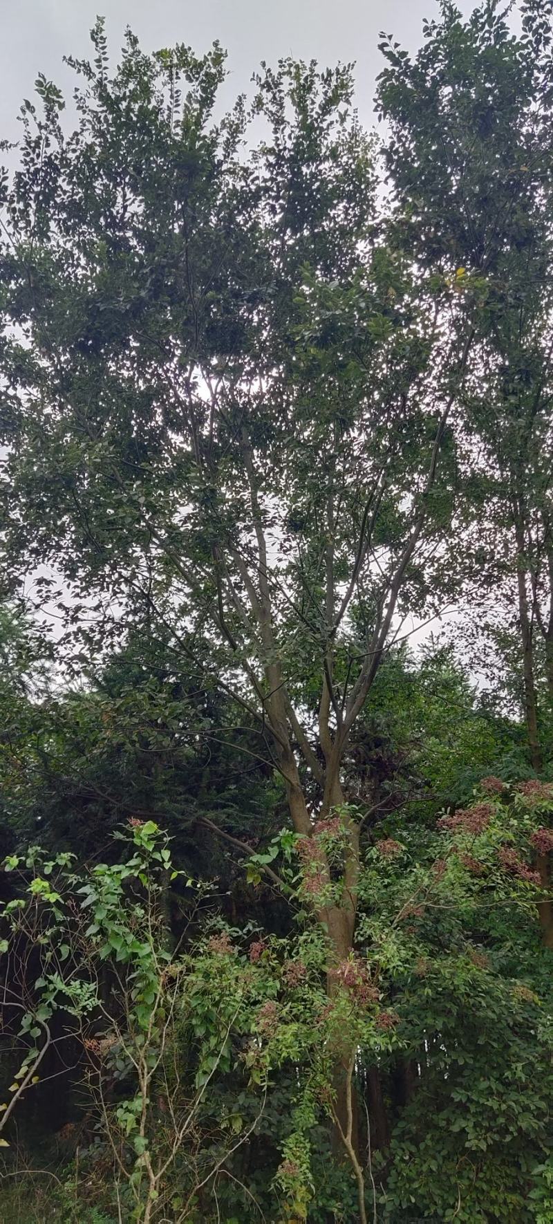 风景树阳光园林