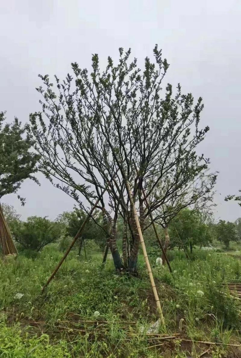 风景树阳光园林