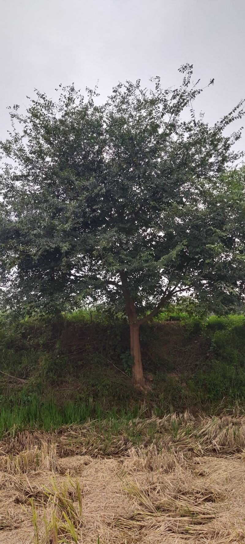 风景树阳光园林