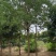 风景树阳光园林
