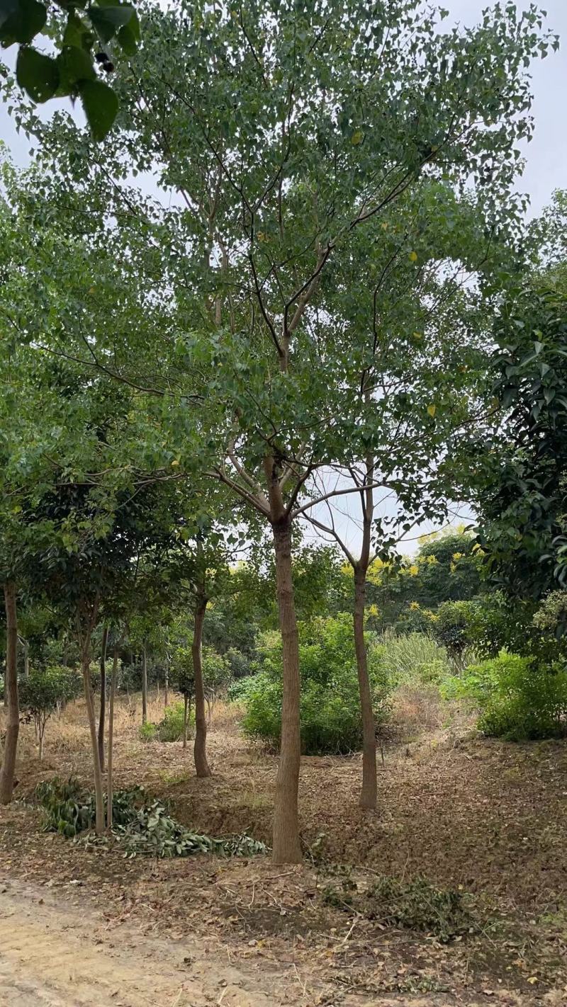 风景树阳光园林