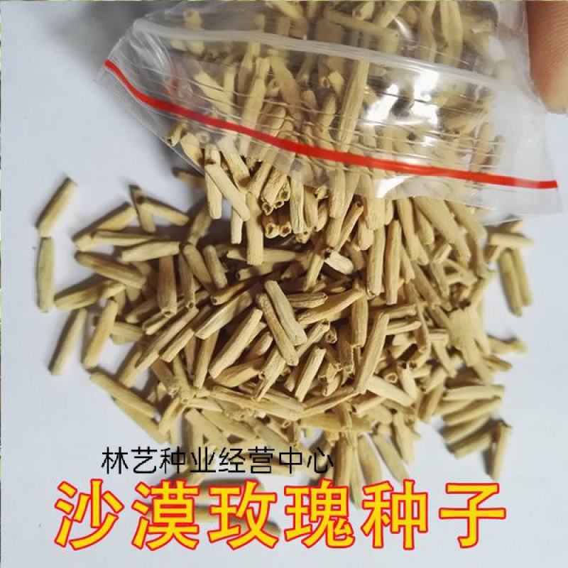 进口沙漠玫瑰种子易种易养易活阳台室内庭院盆栽