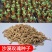 进口沙漠玫瑰种子易种易养易活阳台室内庭院盆栽