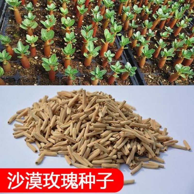 进口沙漠玫瑰种子易种易养易活阳台室内庭院盆栽