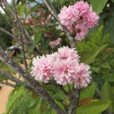 进口日本樱花种子樱花树种子林木种子花卉种子