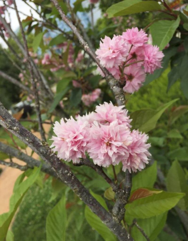 进口日本樱花种子樱花树种子林木种子花卉种子