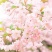 进口日本樱花种子樱花树种子林木种子花卉种子