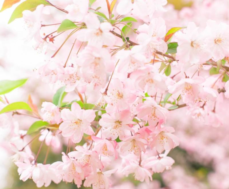 进口日本樱花种子樱花树种子林木种子花卉种子