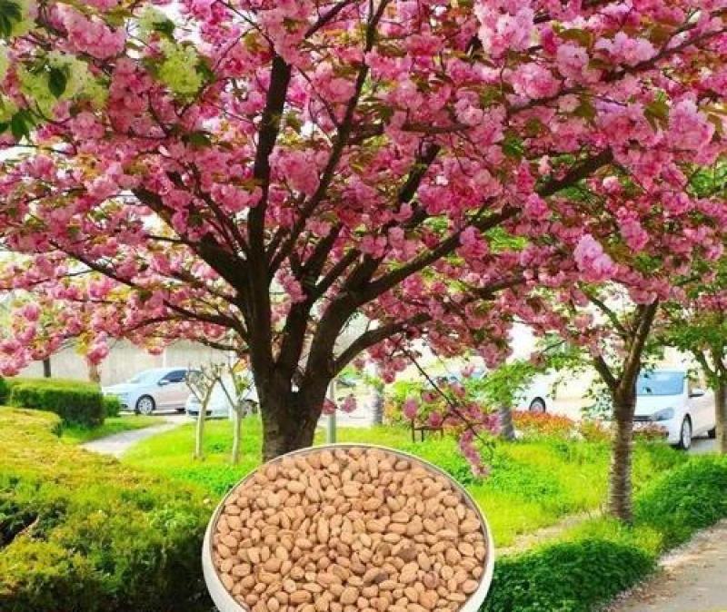 进口日本樱花种子樱花树种子林木种子花卉种子