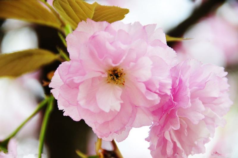 进口日本樱花种子樱花树种子林木种子花卉种子