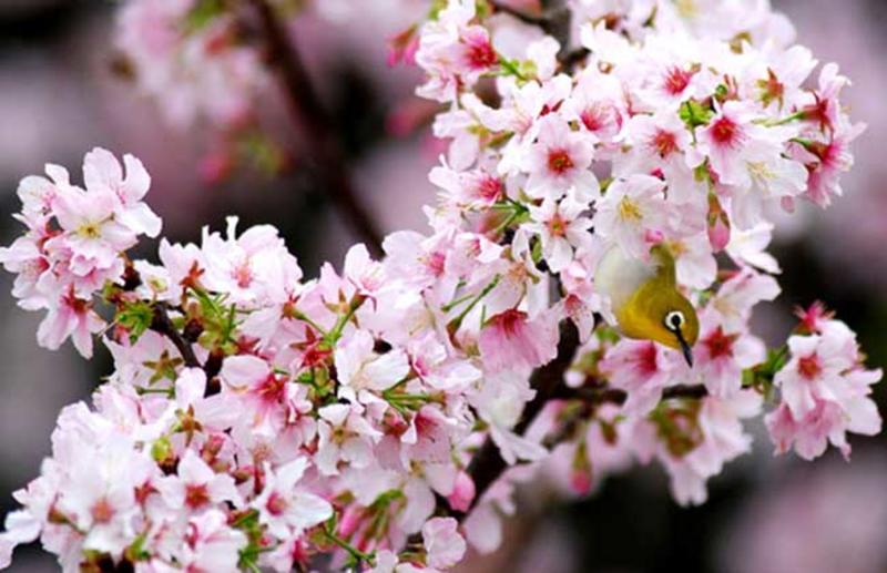 进口日本樱花种子樱花树种子林木种子花卉种子