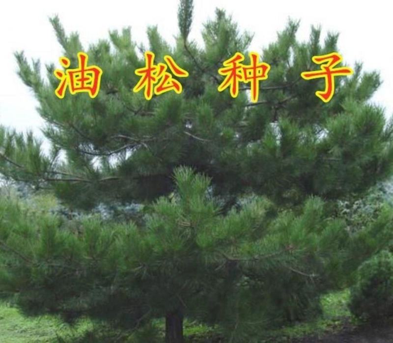 油松种子林木树种松树种子短叶松短叶马尾松红皮松东北