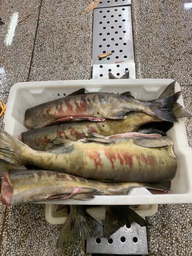 大马哈鱼鲑鱼黑龙江特产自然生产味道鲜美(10斤以下包邮)