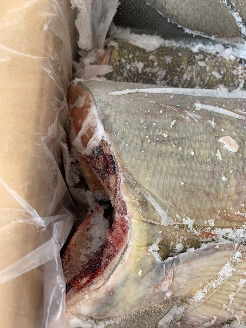 大马哈鱼鲑鱼黑龙江特产自然生产味道鲜美(10斤以下包邮)