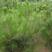 油松种子林木树种松树种子短叶松短叶马尾松红皮松东北