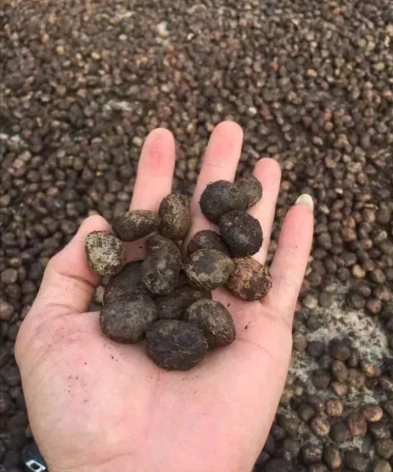 当年新种子油桐种子油桐树桐油树种子桐子树光桐种子