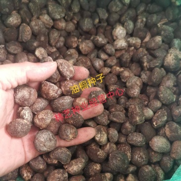 当年新种子油桐种子油桐树桐油树种子桐子树光桐种子