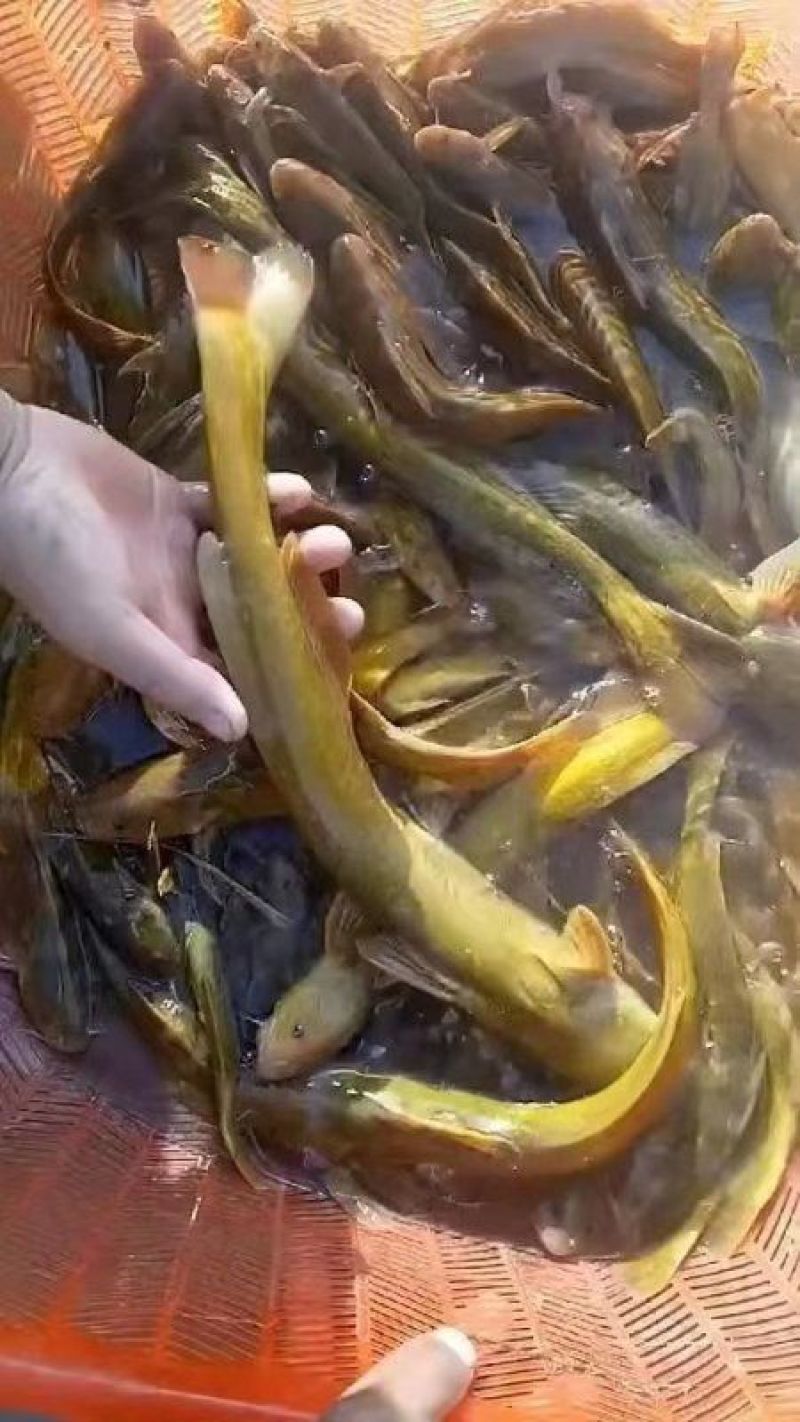 牛尾巴鱼苗属淡水鱼基地一手货源送货上门技术指导