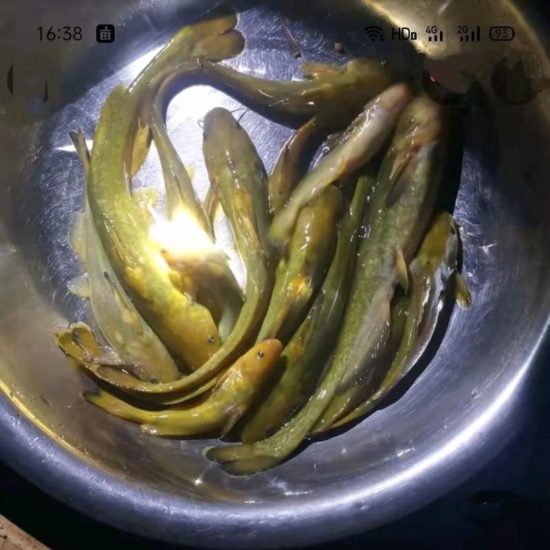 牛尾巴鱼苗属淡水鱼基地一手货源送货上门技术指导
