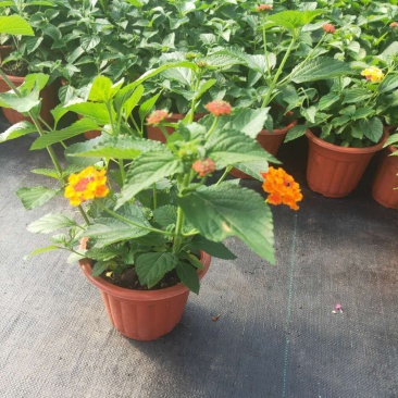五色梅花苗盆栽花卉庭院阳台花园绿植马樱丹耐热耐晒花期长