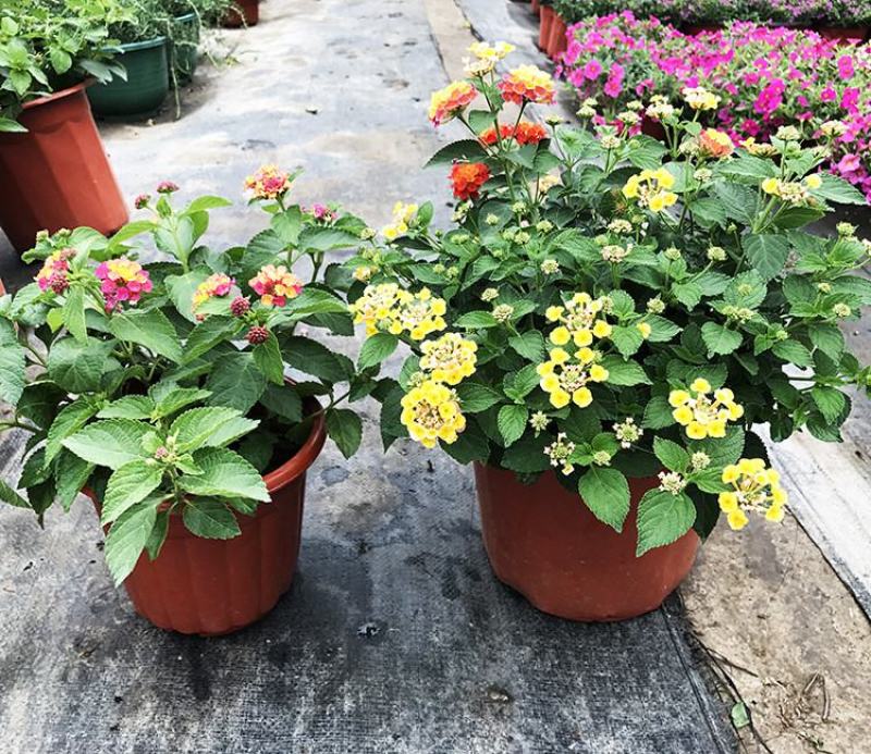 五色梅花苗盆栽花卉庭院阳台花园绿植马樱丹耐热耐晒花期长
