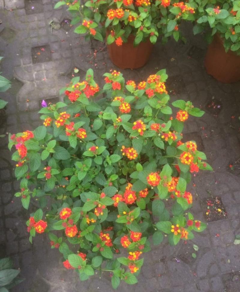 五色梅花苗盆栽花卉庭院阳台花园绿植马樱丹耐热耐晒花期长