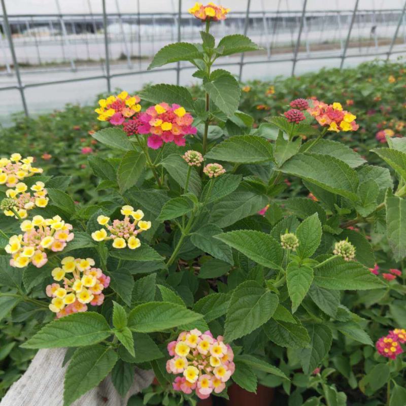 五色梅花苗盆栽花卉庭院阳台花园绿植马樱丹耐热耐晒花期长