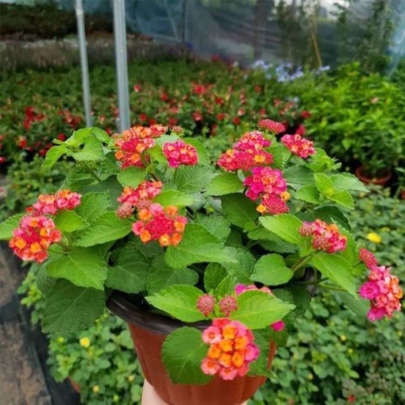 五色梅花苗盆栽花卉庭院阳台花园绿植马樱丹耐热耐晒花期长