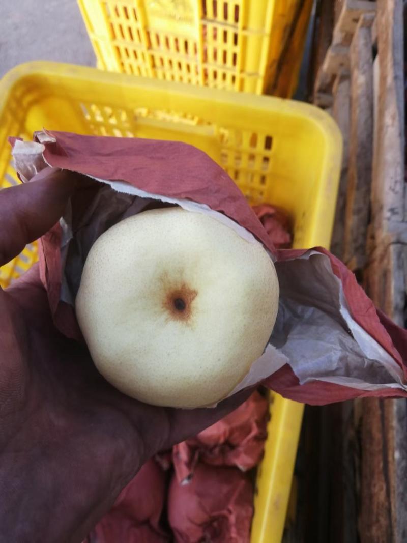 陕西咸阳乾县砀山纸袋酥梨，个大，果面细腻，特甜，要的速度