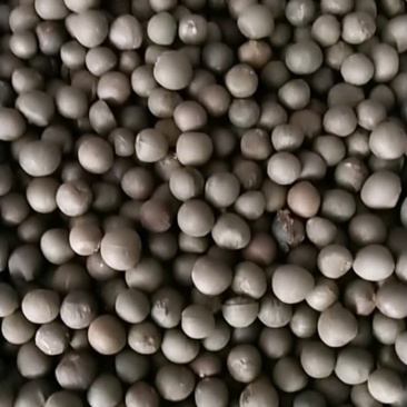 绿茶籽茶叶籽茶种子高山茶籽