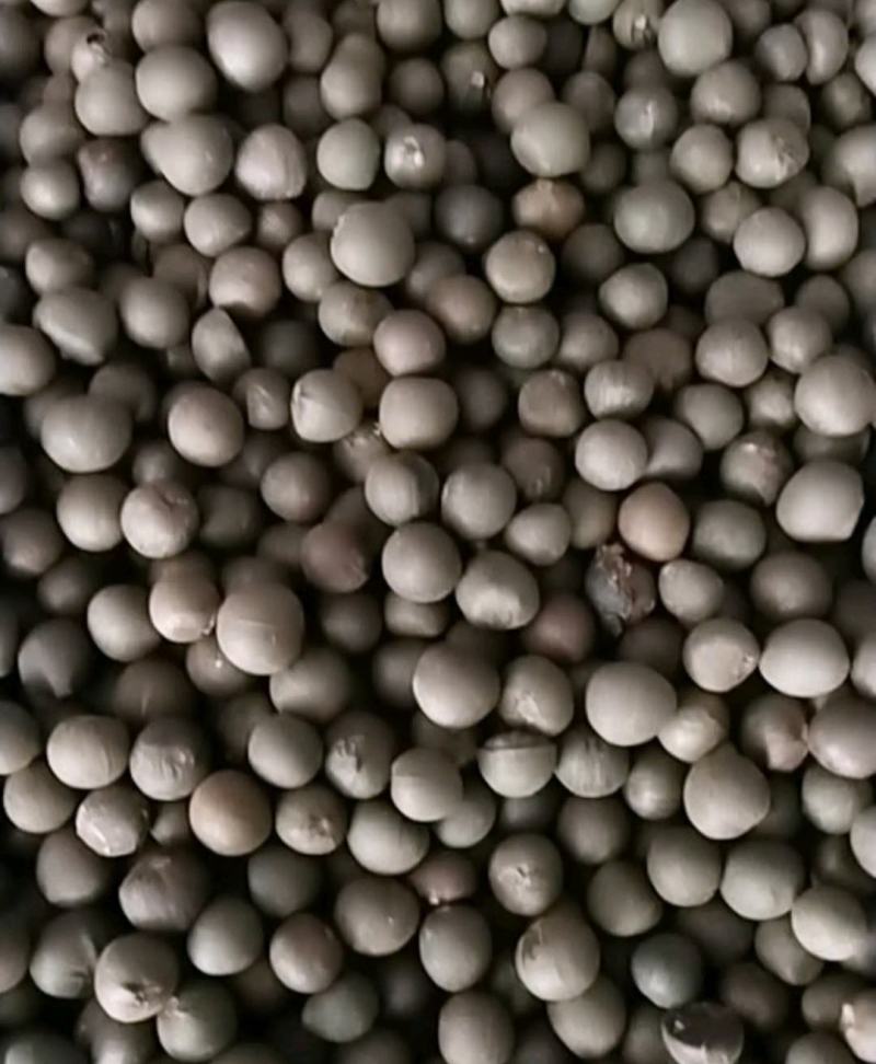 绿茶籽茶叶籽茶种子高山茶籽